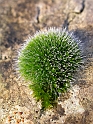 Unknown moss2